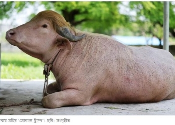 কেন চিড়িয়াখানা থেকে ‘ডোনাল্ড ট্রাম্প’ বিএলআরআইয়ে