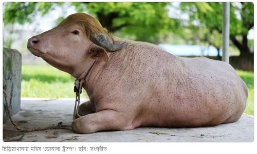 কেন চিড়িয়াখানা থেকে ‘ডোনাল্ড ট্রাম্প’ বিএলআরআইয়ে