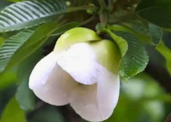 নিসর্গে চালতা ফুলের মায়াবী রূপ