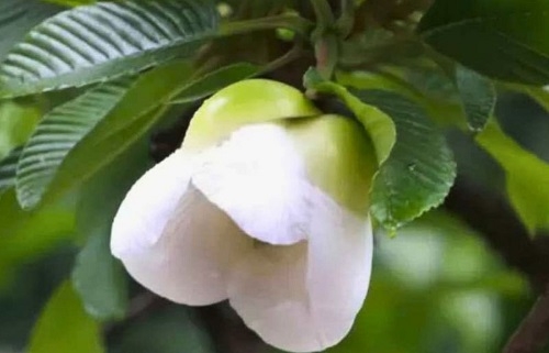 নিসর্গে চালতা ফুলের মায়াবী রূপ