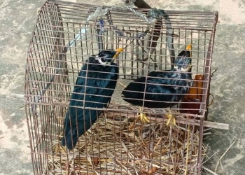চুনারুঘাটে পাচারকারীদের হাত থেকে উদ্ধার হওয়া দুটি ময়না পাখি অবমুক্ত