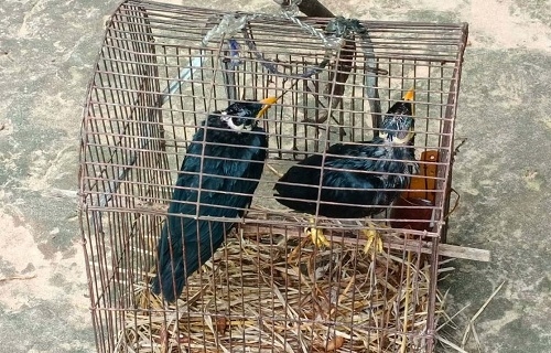 চুনারুঘাটে পাচারকারীদের হাত থেকে উদ্ধার হওয়া দুটি ময়না পাখি অবমুক্ত
