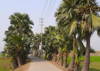 হুমকির মুখে বাবুই পাখির নান্দনিক আবাসন