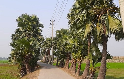 হুমকির মুখে বাবুই পাখির নান্দনিক আবাসন