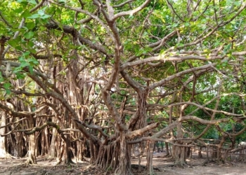 দেবহাটার বিস্ময়: কাণ্ড ছাড়াই শতবর্ষী ‘বনবিবি বটতলা’