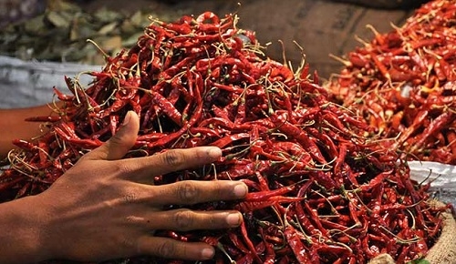 সাতক্ষীরায় দাম কমছে শুকনো মরিচের