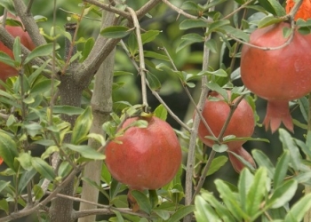 ছাদ বাগানে আনার চাষে প্রবাস ফেরত যুবকের বাজিমাত