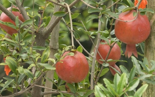 ছাদ বাগানে আনার চাষে প্রবাস ফেরত যুবকের বাজিমাত