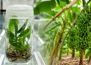 টিস্যু থেকে তৈরি চারায় মাঠে ‘রেকর্ড’ ফলন