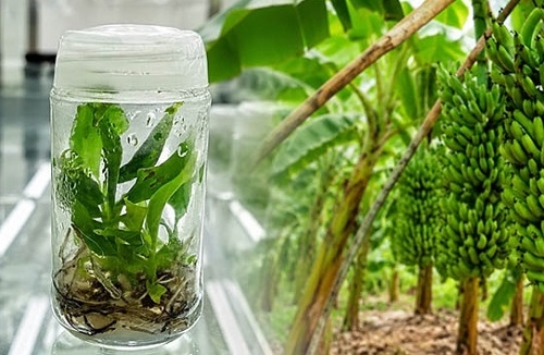 টিস্যু থেকে তৈরি চারায় মাঠে ‘রেকর্ড’ ফলন