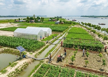 চরের বালুচরে ‘সবুজ বিপ্লব’: প্রযুক্তিতে বদলে যাচ্ছে দুই কোটি মানুষের ভাগ্য